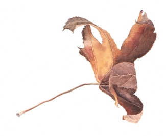 Botanisch tekenen najaar