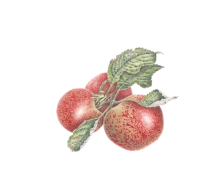 Botanisch tekenen Appels, peren en druiven
